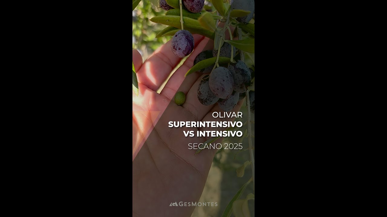 Olivar Superintensivo vs Intensivo SECANO 2025