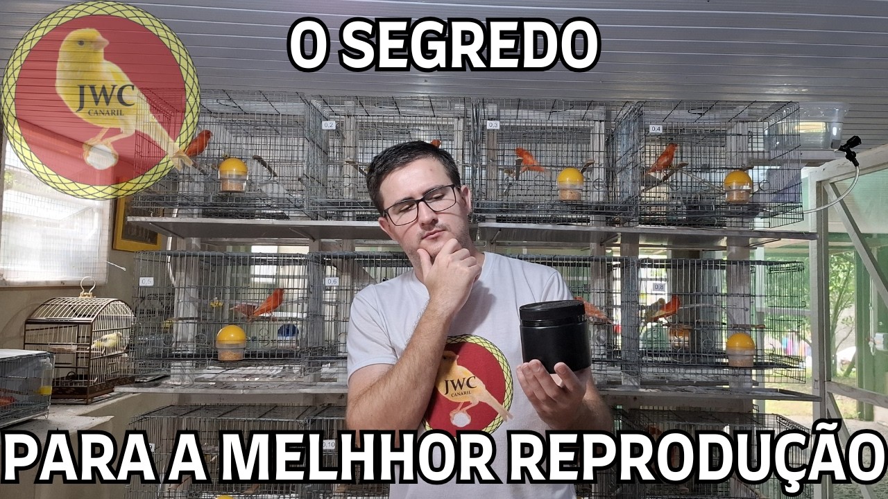 O REMÉDIO PARA MELHORAR A REPRODUÇÃO DE CANÁRIOS! #passaro #canariljwc #canaril #canário #aves