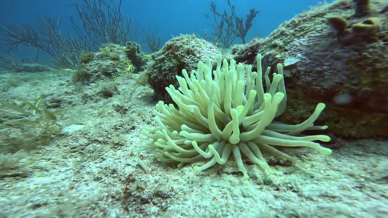 Arashi Reef / Noord, Aruba