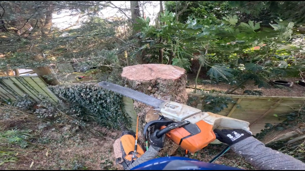 Rotten Willow Tree Removal