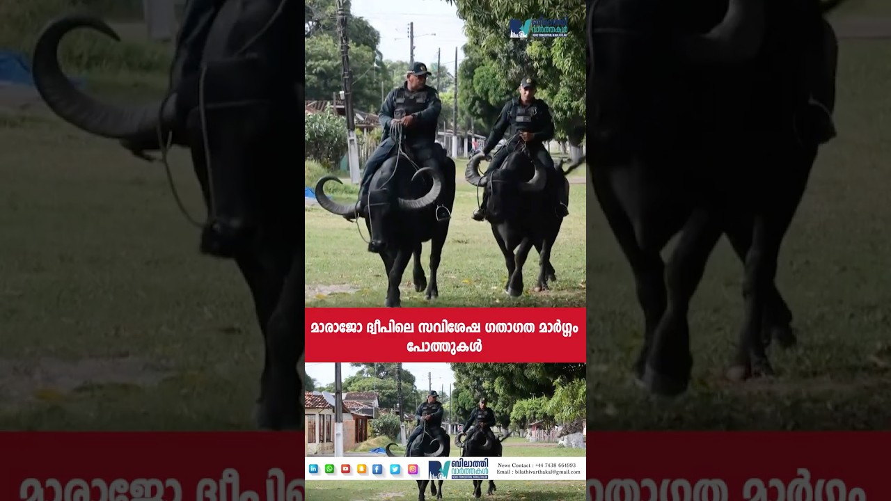 മാരാജോ ദ്വീപിലെ &lsquo;പരിസ്ഥിതി സൗഹൃദ വാഹനം&rsquo;: #bilathinews #malayalamnews #ukmalayali