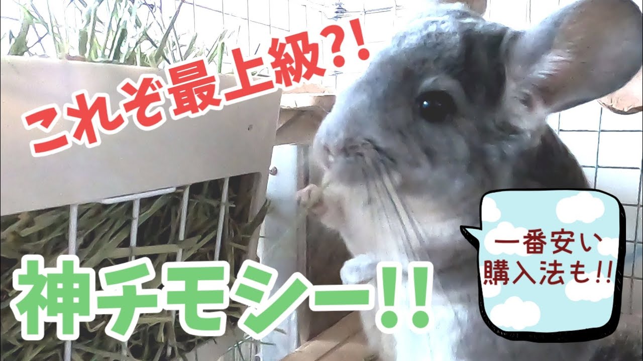 【草食小動物】最上級のチモシーを最も安く入手するには？エクストレベルのセール購入やその他商品を、チンチラが食べる可愛い仕草を見ながらレビュー！【チンチラ】【牧草】