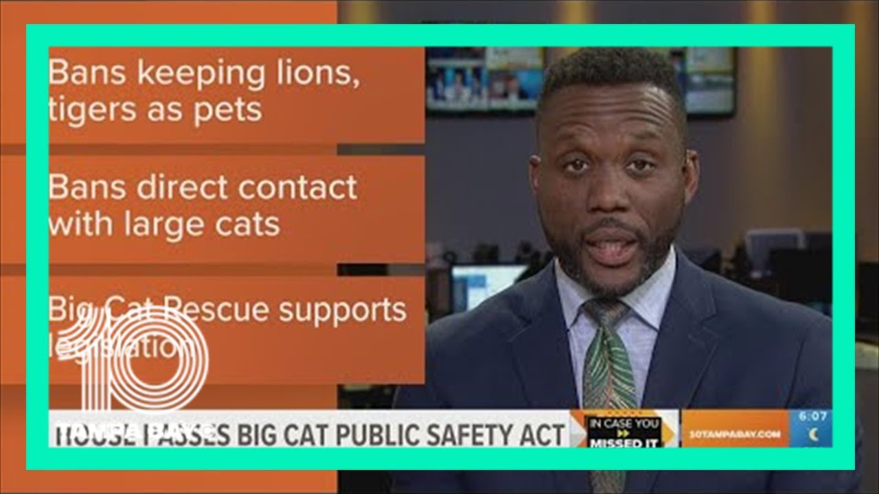 Big Cat Public Safety Act passes House, heads to Senate