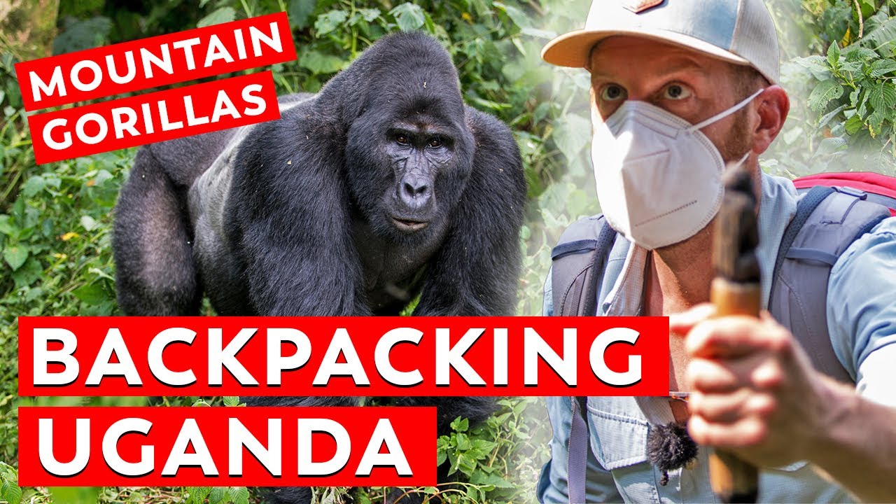 Hiking to the Mountain Gorillas in Uganda