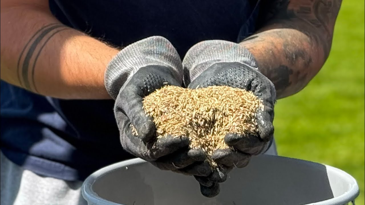 Nachsaat - Dein Tutorial für die Renovierung deines Rasens 💦🌱