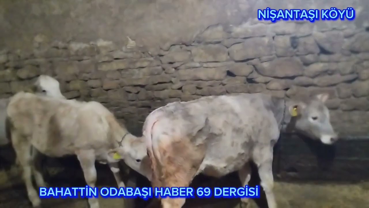 NİŞANTAŞI KÖYÜ