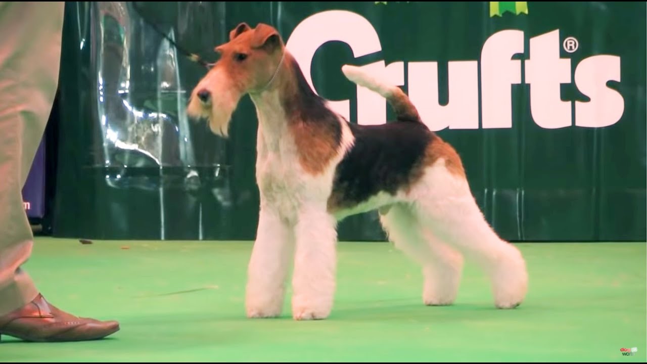When King the Wire Fox Terrier won at Crufts 2015