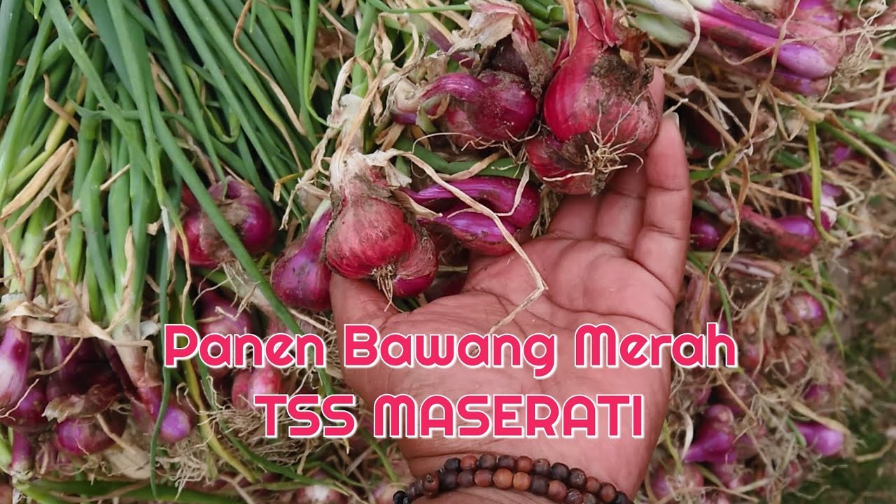 Panen Bawang Merah Tss Varietas Maserati