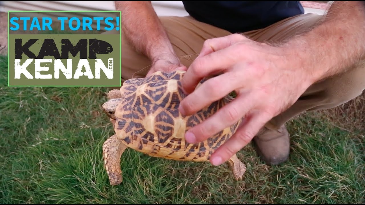 Star Tortoises!