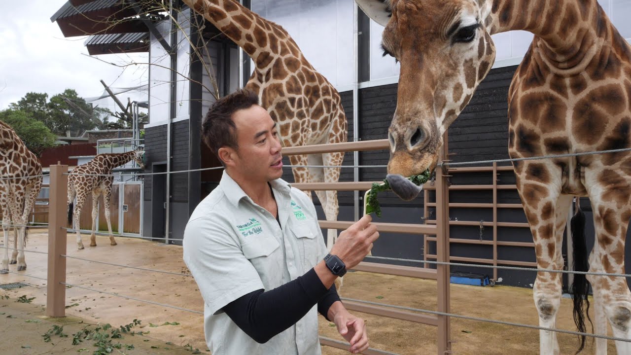 Cool Hotels 酷旅店 EP7 | Taronga Wildlife Retreat, Australia [Sydney] - Allan Wu