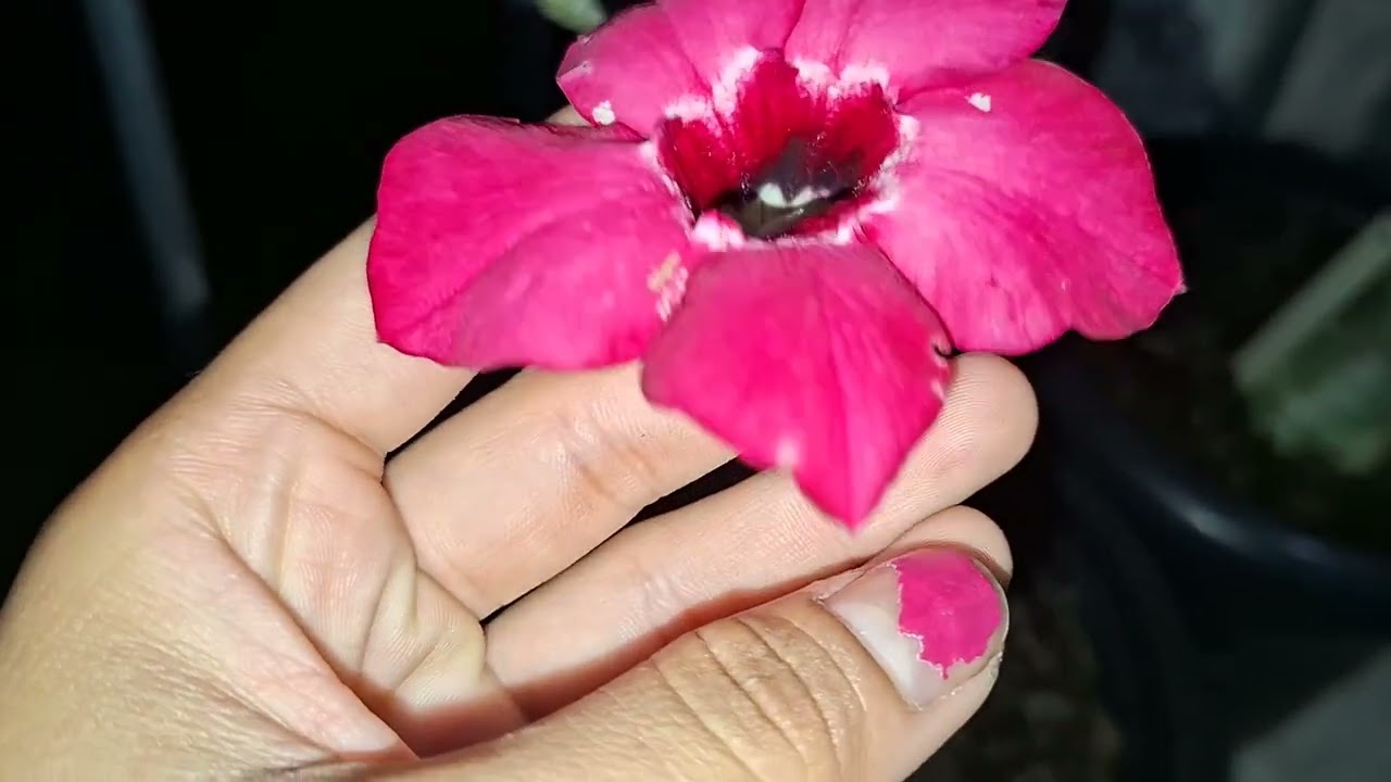 Atualização das rosas do deserto