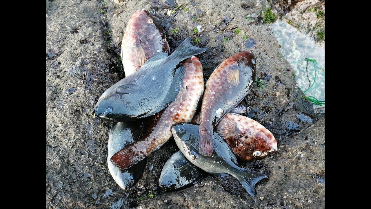 アオサでブダイ釣り