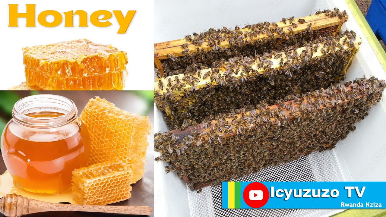 Honey Processing Ensures Purity, Quality, Longevity, Marketability, and Profitability.