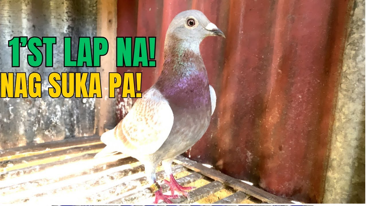 DERBY NA SUMMER OPEN RACE MUKANG MAY PROBLEMA PA SI PULA