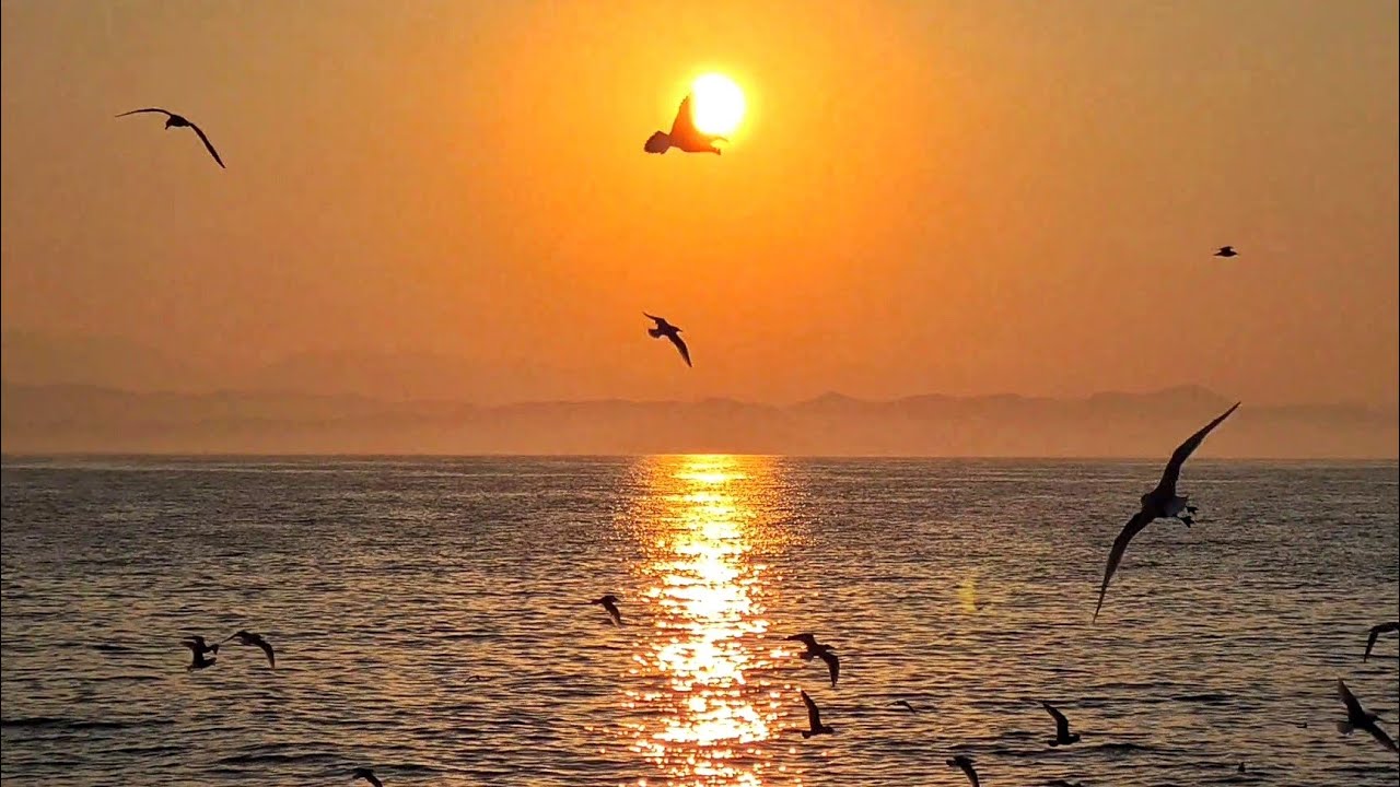 Spektakel i natyres mbi detin Adriatik / Pamje qe nuk duhen humbur te pulebardhave te uritura