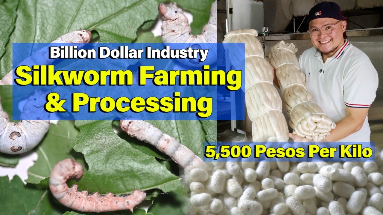 Billion Dollar Industry, Silkworm Farming & Processing