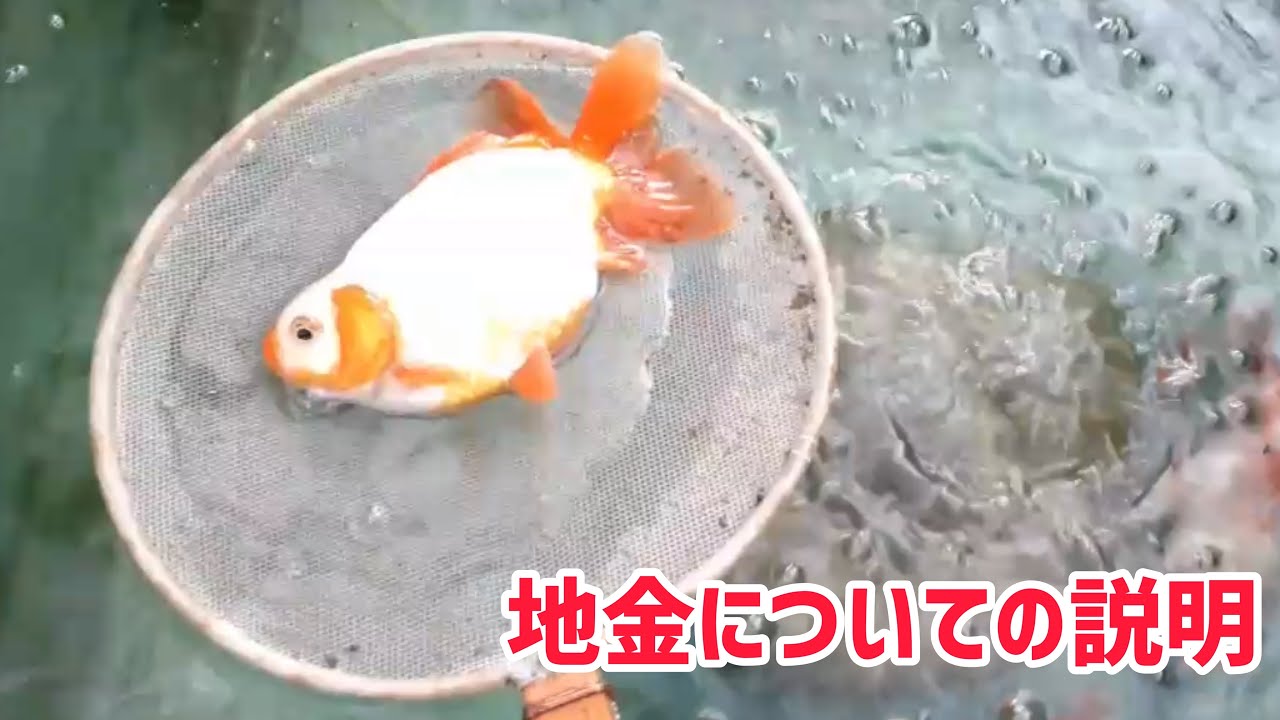 【地金】地金について説明してもらいました【地金魚　愛好家　渡邊さん】