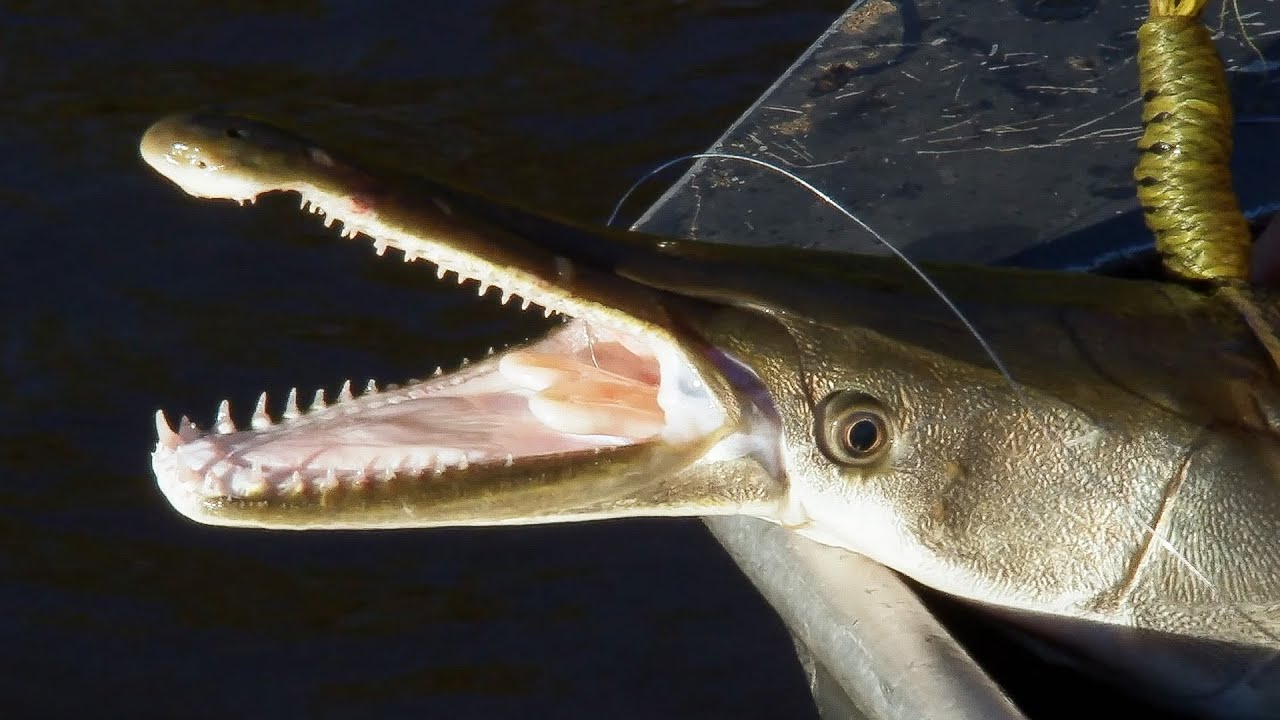 Up Close with the Alligator Gar (4K Documentary) | Biggest & Baddest