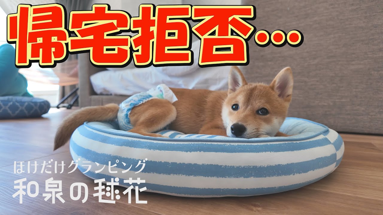 数ヵ月前、命の危険にさらされていた子犬が、こんなに元気になりました