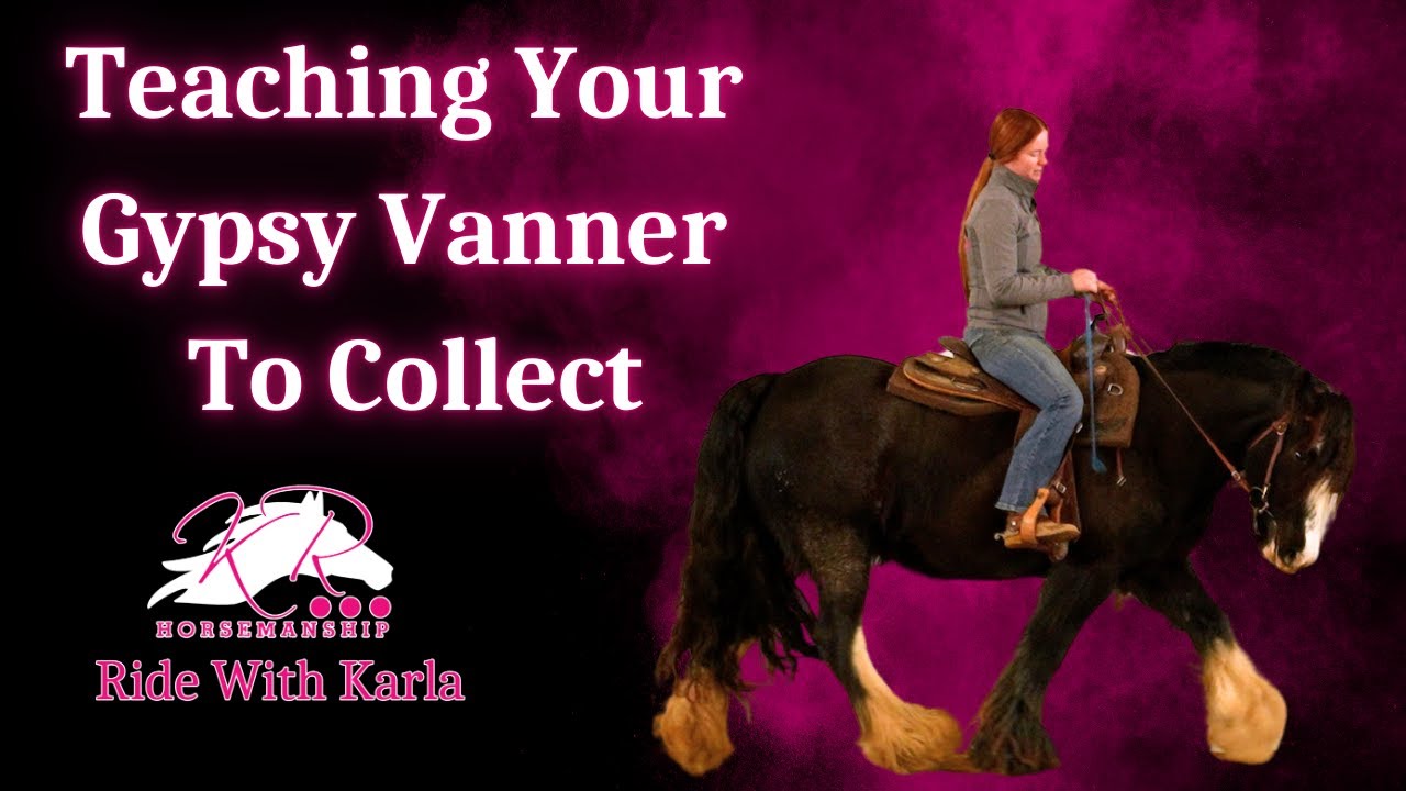 Teaching Your Gypsy Vanner To Collect