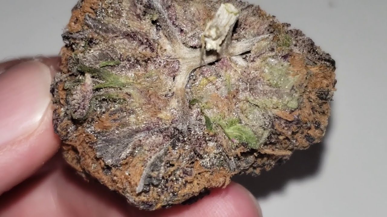 STRAIN REVIEW 192: garlic breath - Toptiercannabis