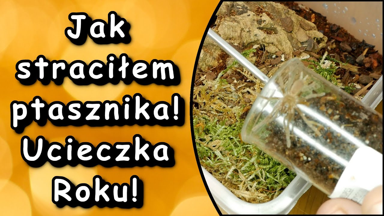😱❗UWAGA WYPADEK❗ Birupes simoroxigorum czyli jak stracić ptasznika😭 + Nowe Konkursy i mega nagrody
