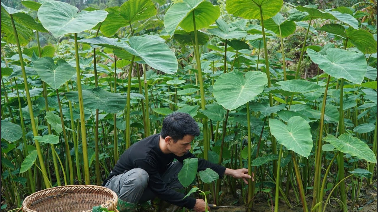CEO Trieu Phong Turns Itchy Wild Taro Into a Traditional Vietnamese Dish