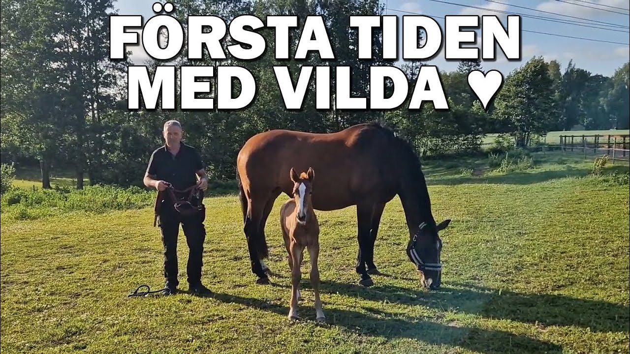 EN DAG I STALLET - Med föl, ridning och träning ♥