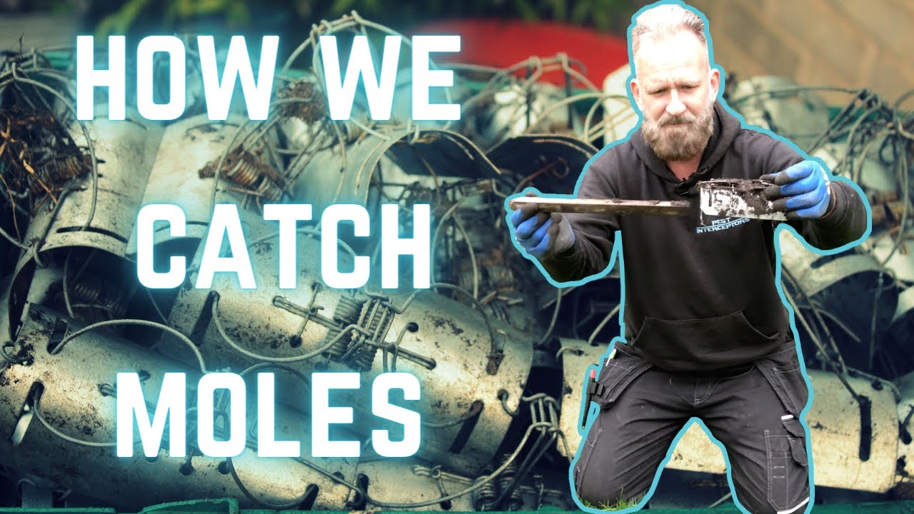 С нами ЛОВЛЯ КРОТОВ кажется такой простой задачей!!! Посмотрите, как мы используем туннельную кро...