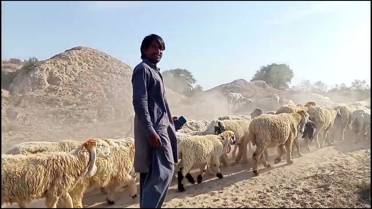 Sheep's Waking In Pure Desert 🏜️ village