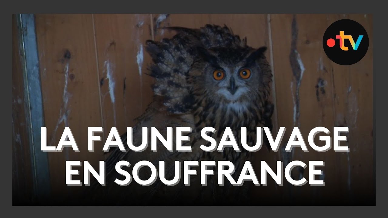 La faune sauvage en souffrance