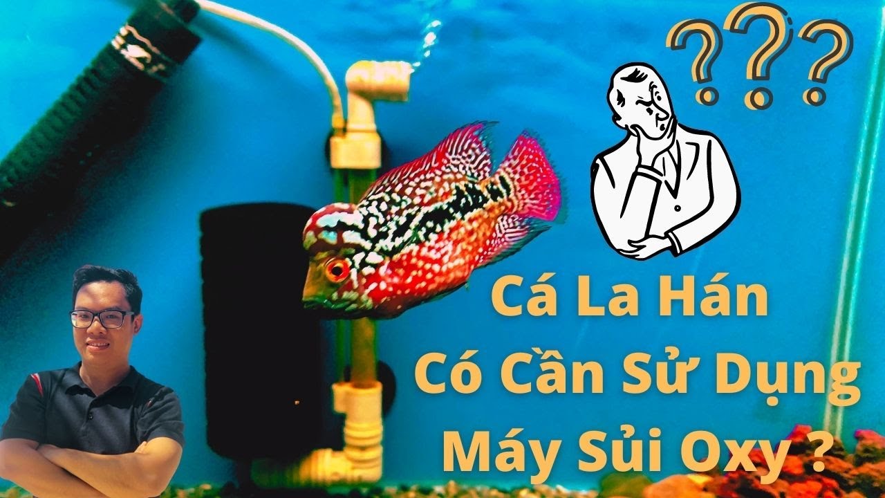 Nuôi Cá La Hán Có Cần Máy Sủi Oxy ??? | Cá Cảnh Đại Lâm Mộc