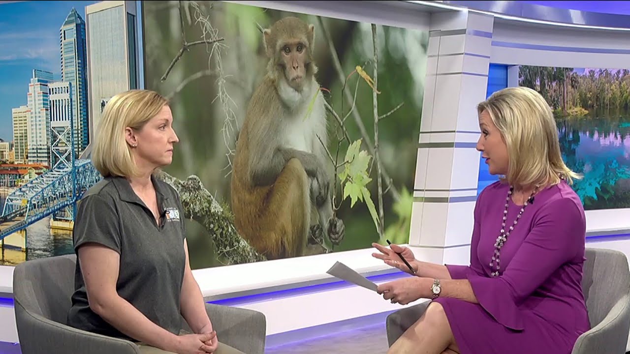 What You Need to Know about Rhesus Monkeys