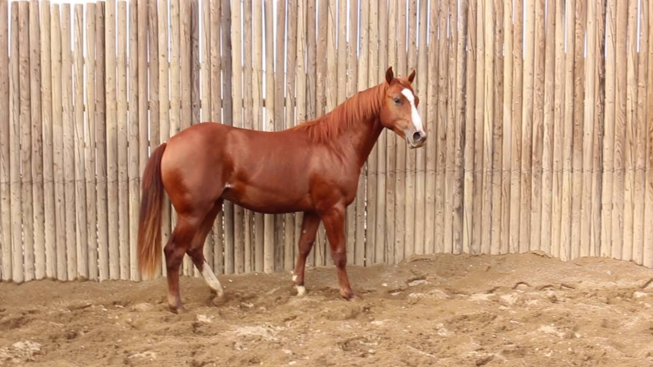 SUPERSPICIOUS-2015 Auspicious Cat x Miss Pepsi Rey Colt