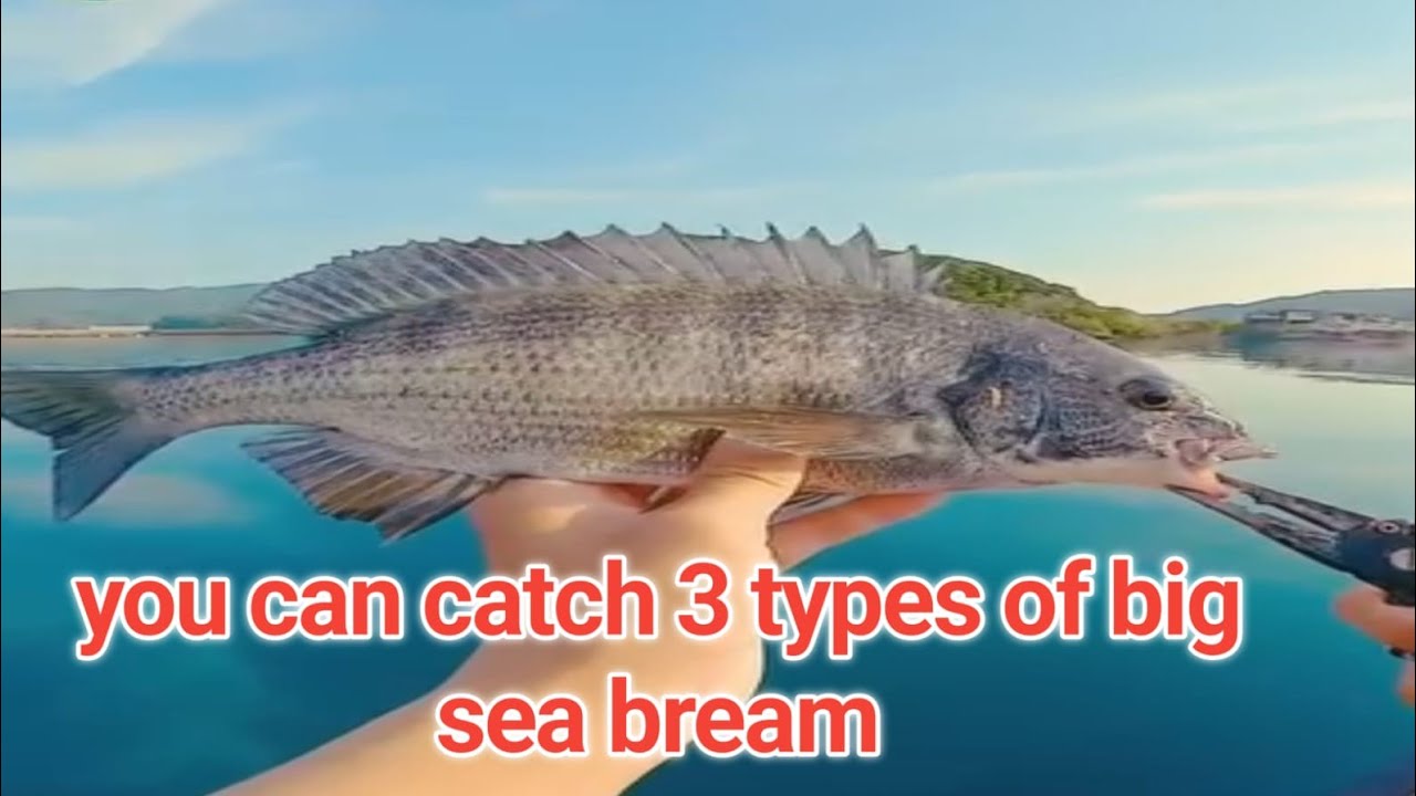 you can catch 3 types of big sea bream