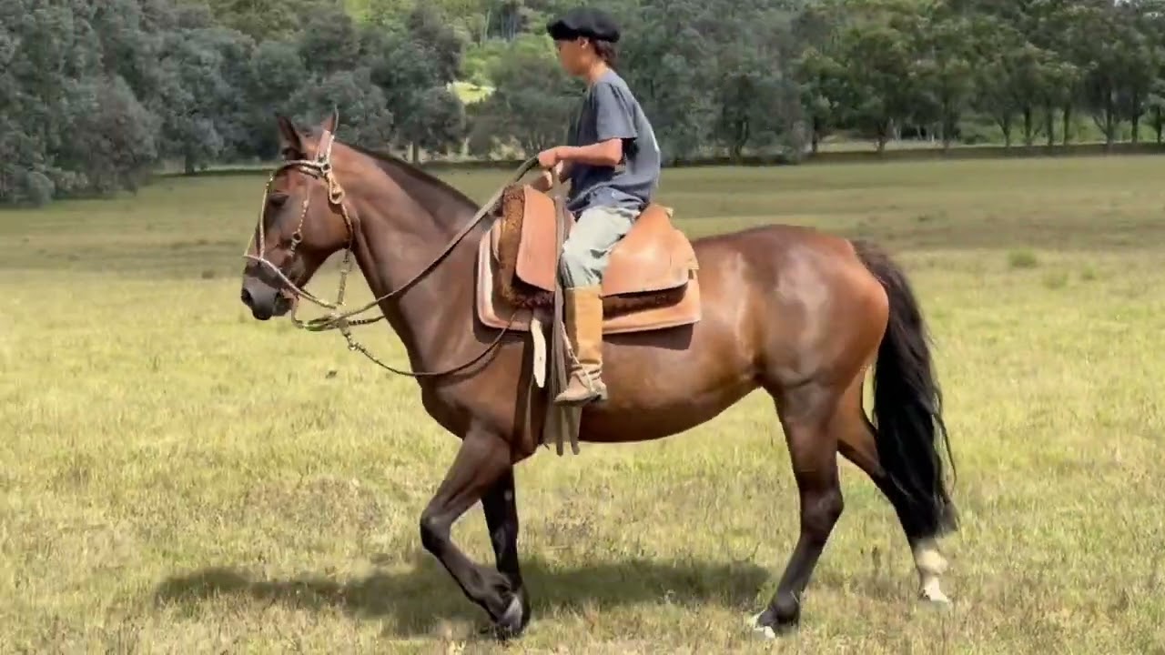 LOTE 15 Chapacanal Azul
