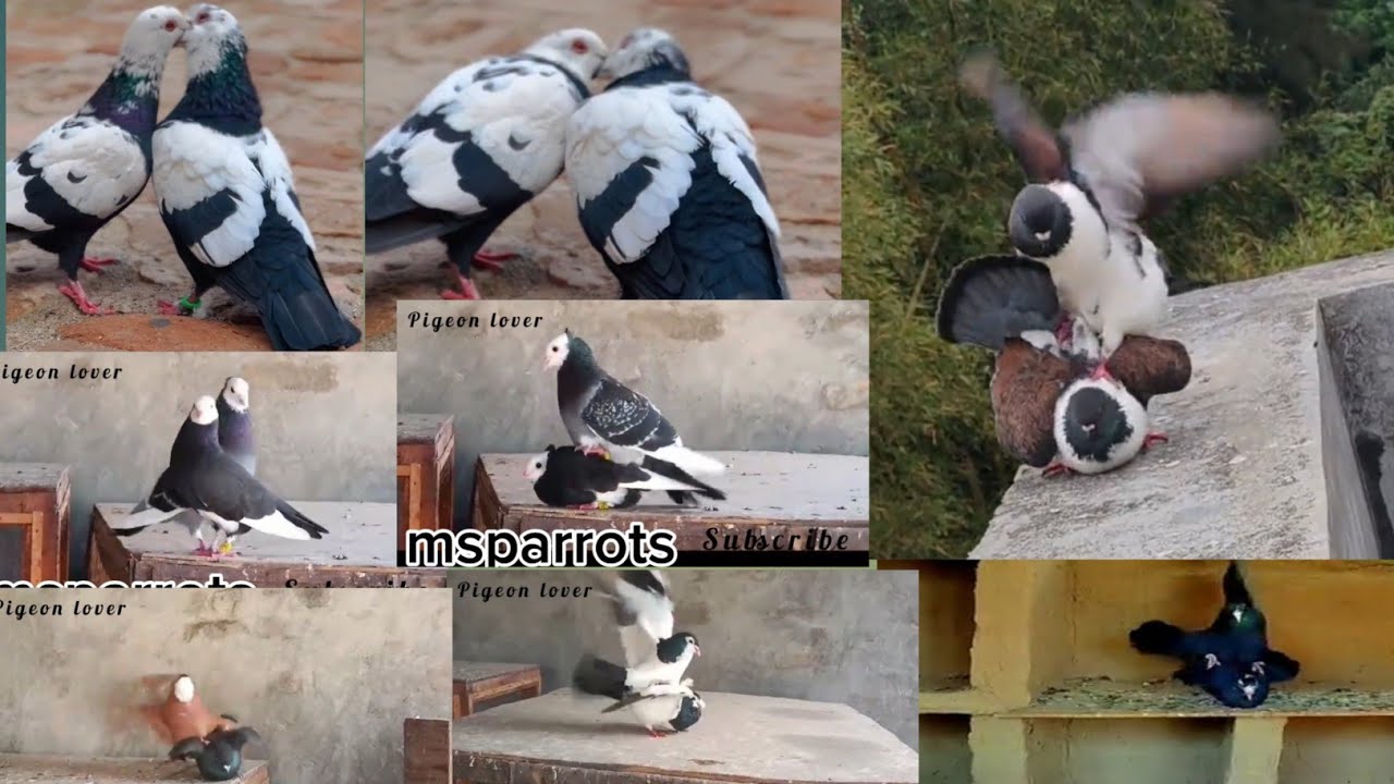 15 pairs of pigeons these are all beautiful pairs || all pairs are matting