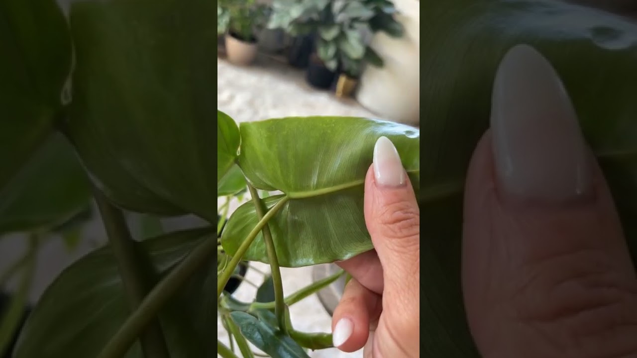 Houseplant pest identification-Spider mites! Here&rsquo;s how to spot them + how to treat them! #plants