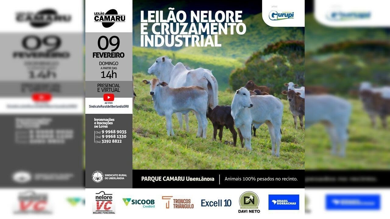 CAMARU - UBERLÂNDIA - MG - LEILÃO NELORE E CRUZAMENTO INDUSTRIAL - 09 DE FEVEIRO DE 2025