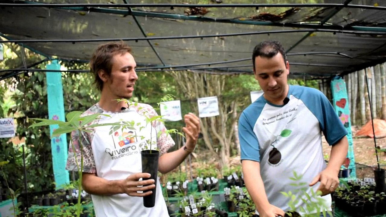 Viveiro Educandário apresenta a espécie Cedro rosa