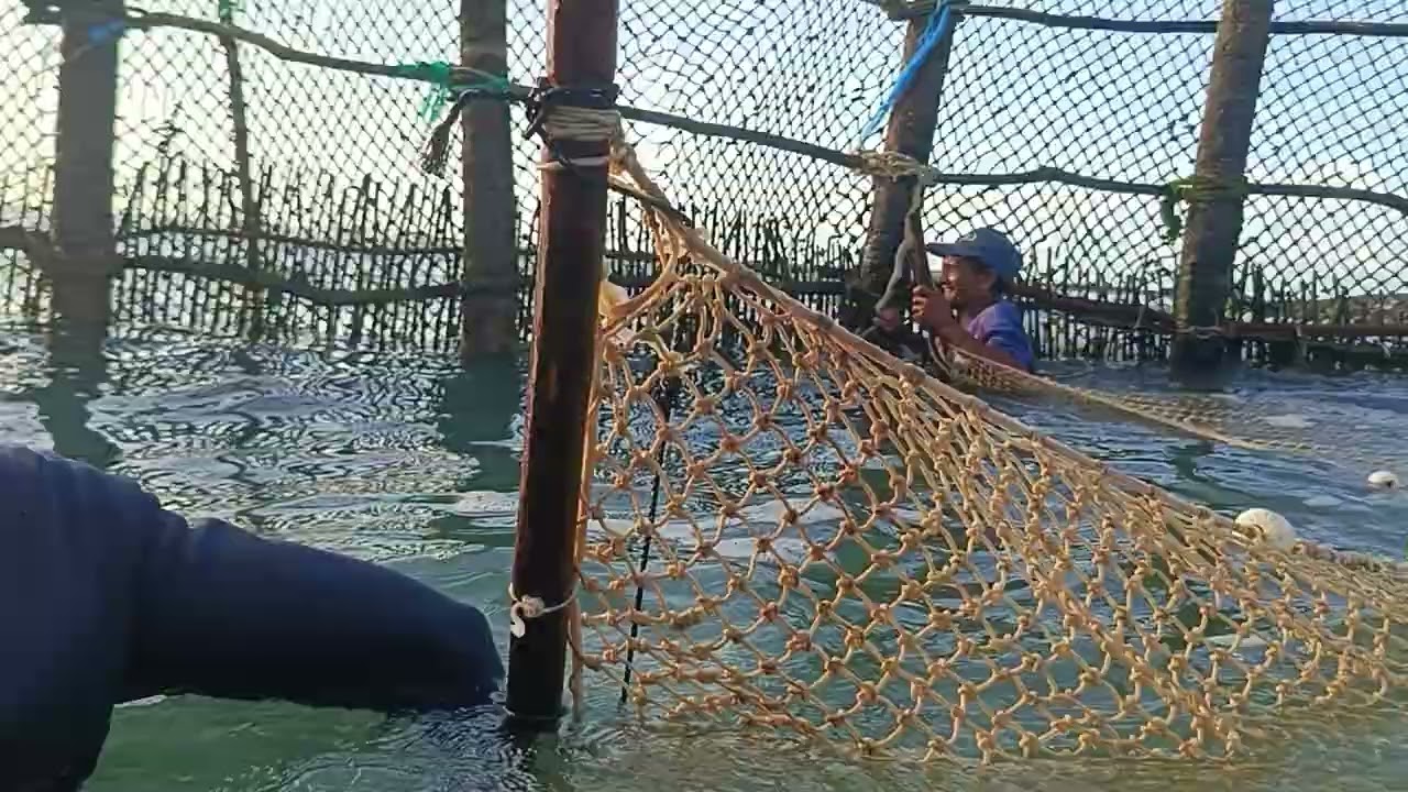 Hoje nessa manhã da tarde tinha três charada do pão 🐬🐟🐋