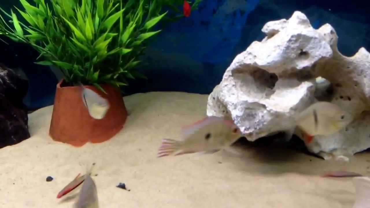 My 4ftx2x2 mixed community