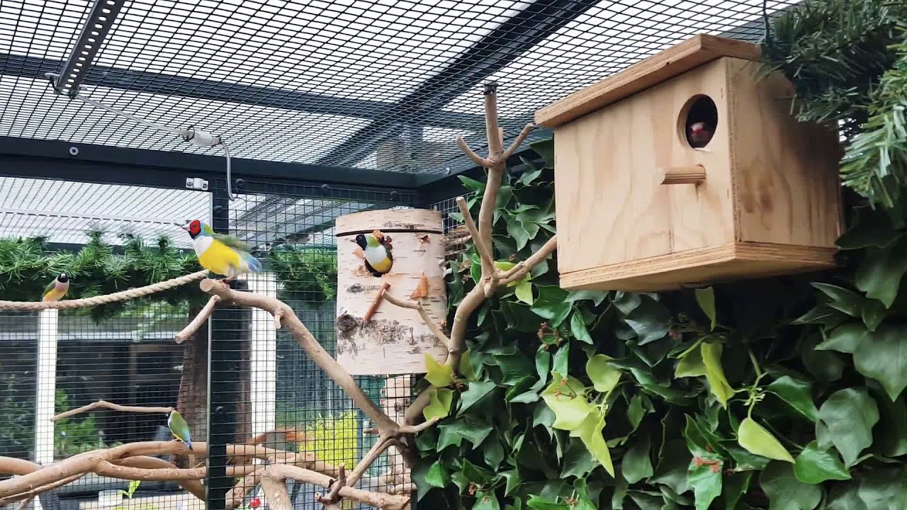 طريقة تربية طائر 🐦 الجولديان فينش روعة مشاء الله