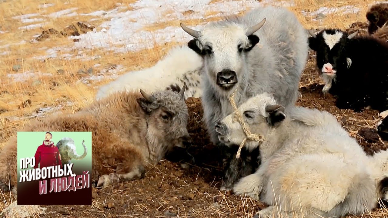 Тува. Паломничество к азиатским быкам. Часть 1  🐾 Про животных и людей 🌏 Моя Планета