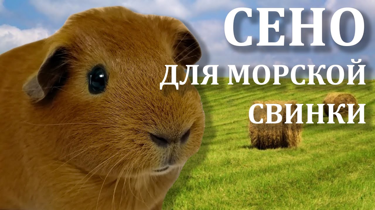 Сено для морских свинок. Какое сено едят морские свинки. Хорошее сено для морской свинки