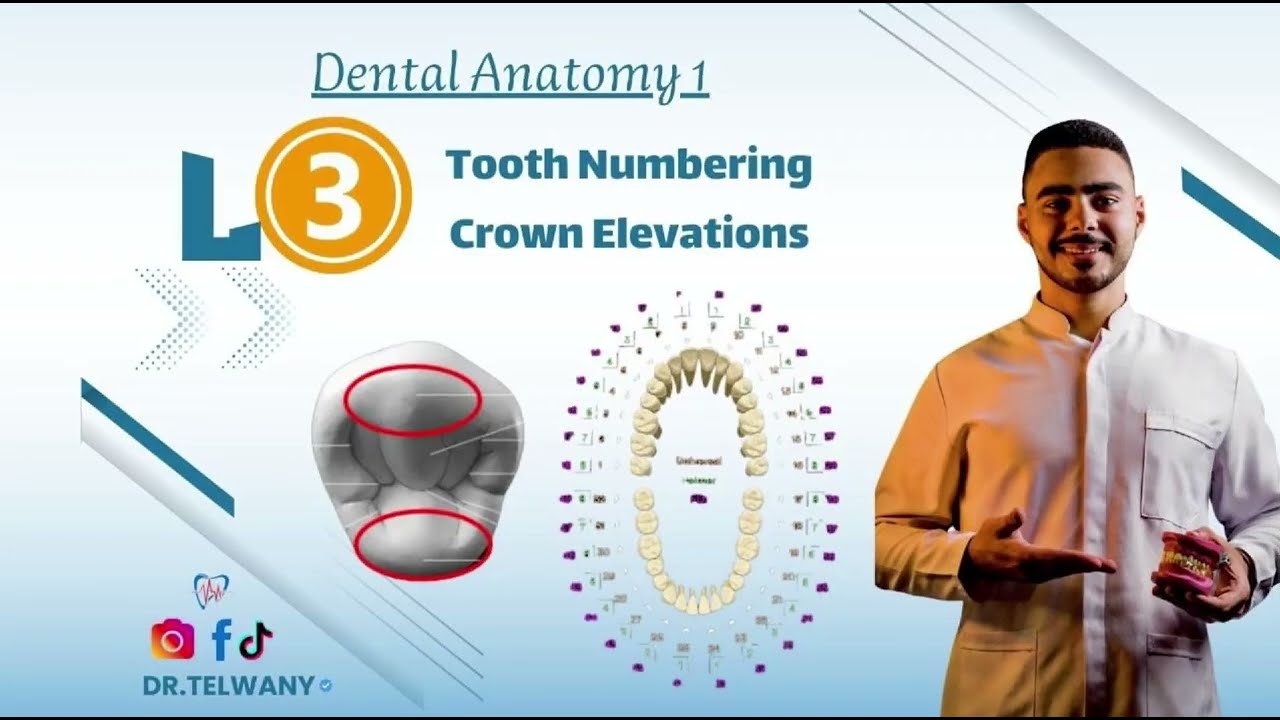 Lec 3 || tooth Numbering & Crown elevations