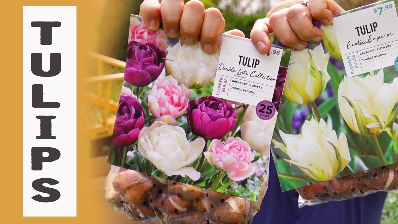 How I plant my TULIPS 🌷🌷 Soil and Margaritas