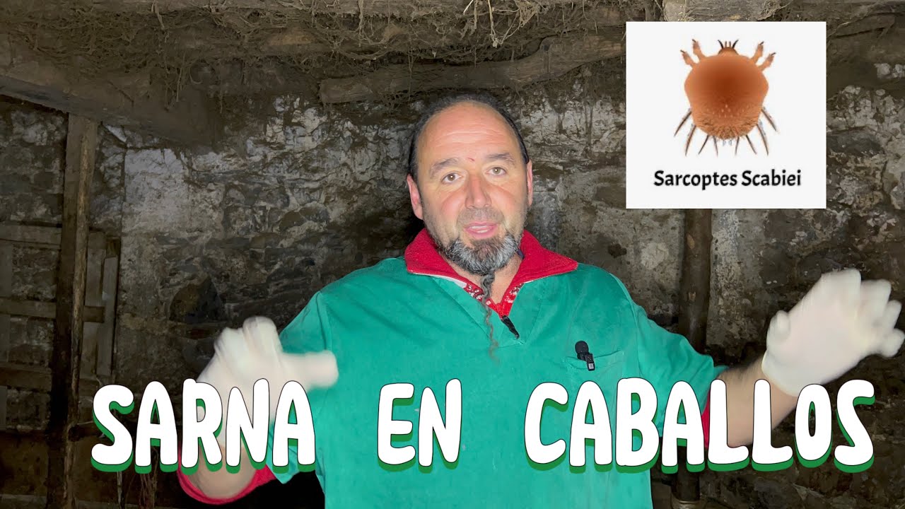 ‼️Tratamos Caballo Sarnoso‼️