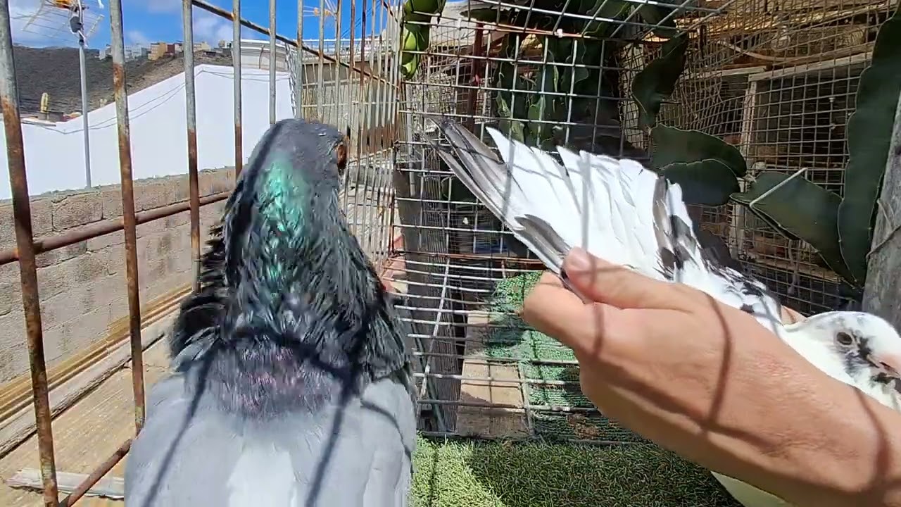 Palomas buchon canario disfrutando un rato bueno con las palomas ufff pareja guapa 😘,, gracias