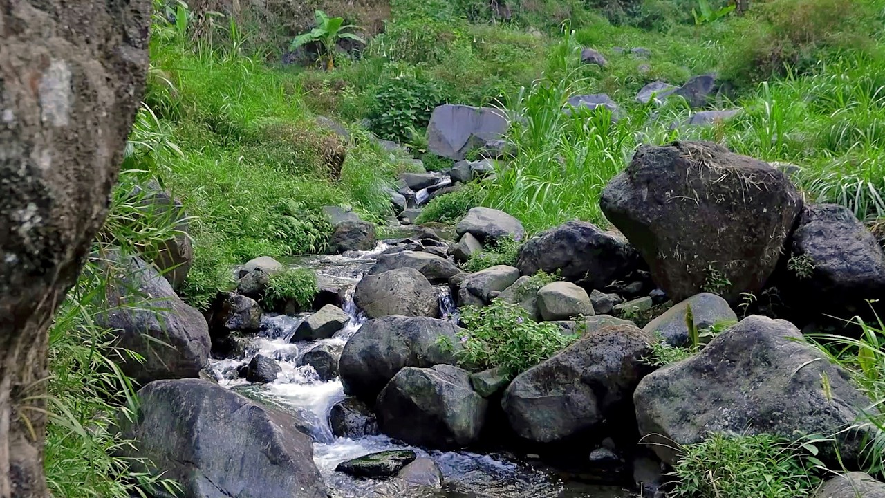 Soothing Nature Sounds: Peaceful Stream, Birds & Relaxing Watersounds